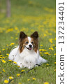A smiling Papillon dog surrounded by dandelions 137234401