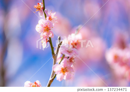 【花卉素材】早春梅花與藍天【靜岡縣】 137234471