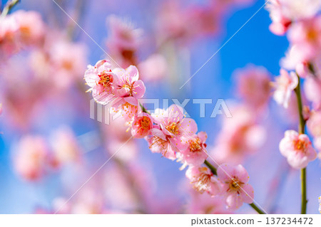 【花卉素材】早春梅花與藍天【靜岡縣】 【花卉素材】早春梅花與藍天【靜岡縣】 137234472