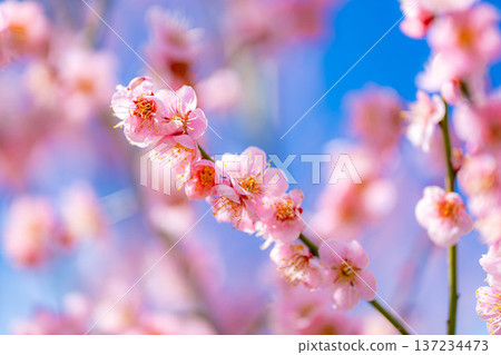 [Flower Material] Early Spring Plum Blossoms and Blue Sky [Shizuoka Prefecture] 137234473