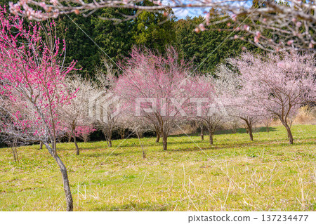 【花卉素材】早春梅花與藍天【靜岡縣】 137234477