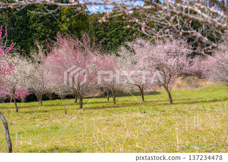 [Flower Material] Early Spring Plum Blossoms and Blue Sky [Shizuoka Prefecture] 137234478