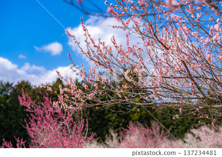 【花卉素材】早春梅花與藍天【靜岡縣】 【花卉素材】早春梅花與藍天【靜岡縣】 137234481