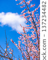 [Flower Material] Early Spring Plum Blossoms and Blue Sky [Shizuoka Prefecture] 137234482