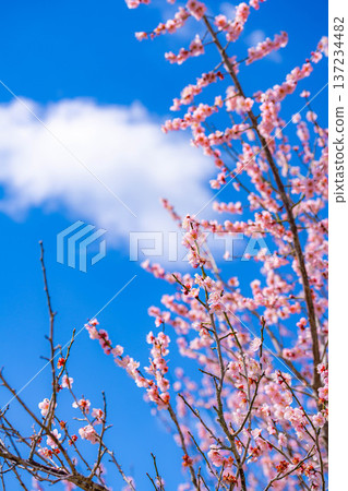 [Flower Material] Early Spring Plum Blossoms and Blue Sky [Shizuoka Prefecture] 137234482