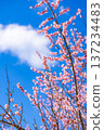 [Flower Material] Early Spring Plum Blossoms and Blue Sky [Shizuoka Prefecture] 137234483