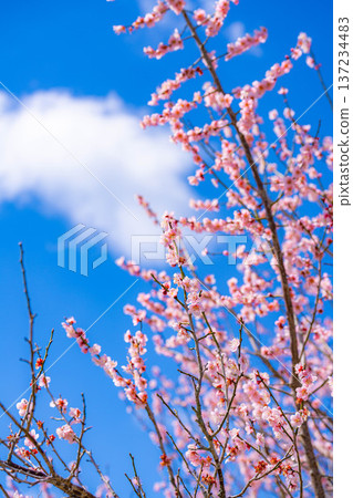 【花卉素材】早春梅花與藍天【靜岡縣】 137234483