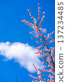 [Flower Material] Early Spring Plum Blossoms and Blue Sky [Shizuoka Prefecture] 137234485