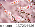 [Flower Material] Early Spring Plum Blossoms and Blue Sky [Shizuoka Prefecture] 137234486