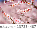 [Flower Material] Early Spring Plum Blossoms and Blue Sky [Shizuoka Prefecture] 137234487