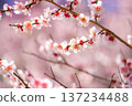 [Flower Material] Early Spring Plum Blossoms and Blue Sky [Shizuoka Prefecture] 137234488
