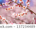 [Flower Material] Early Spring Plum Blossoms and Blue Sky [Shizuoka Prefecture] 137234489
