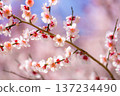 [Flower Material] Early Spring Plum Blossoms and Blue Sky [Shizuoka Prefecture] 137234490