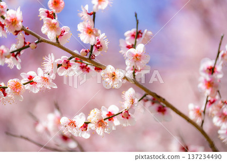 [Flower Material] Early Spring Plum Blossoms and Blue Sky [Shizuoka Prefecture] 137234490