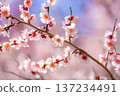 [Flower Material] Early Spring Plum Blossoms and Blue Sky [Shizuoka Prefecture] 137234491