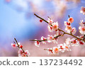 [Flower Material] Early Spring Plum Blossoms and Blue Sky [Shizuoka Prefecture] 137234492