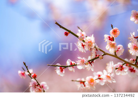 [Flower Material] Early Spring Plum Blossoms and Blue Sky [Shizuoka Prefecture] 137234492