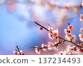 [Flower Material] Early Spring Plum Blossoms and Blue Sky [Shizuoka Prefecture] 137234493