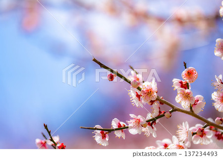 [Flower Material] Early Spring Plum Blossoms and Blue Sky [Shizuoka Prefecture] 137234493