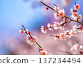 [Flower Material] Early Spring Plum Blossoms and Blue Sky [Shizuoka Prefecture] 137234494