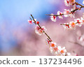 [Flower Material] Early Spring Plum Blossoms and Blue Sky [Shizuoka Prefecture] 137234496