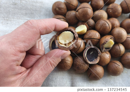 A close-up of a hand holding a cracked macadamia nut over pile of nuts on a fabric background. Concept for healthy snacking, organic cuisine, and natural nutrition.  137234545