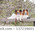 A Papillon dog smiling in front of cherry blossoms in full bloom 137234601