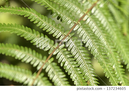 Close-up of fern leaves. Regularly arranged leaves background material. Close-up of fern leaves. Regularly arranged leaves background material. 137234605
