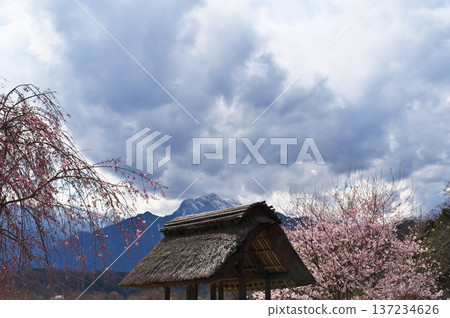 Sakura Watermill 137234626