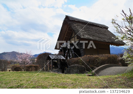 Sakura Watermill 137234629