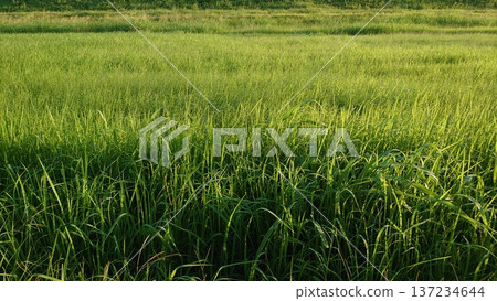 雜草在風中搖晃 雜草在風中搖晃 137234644