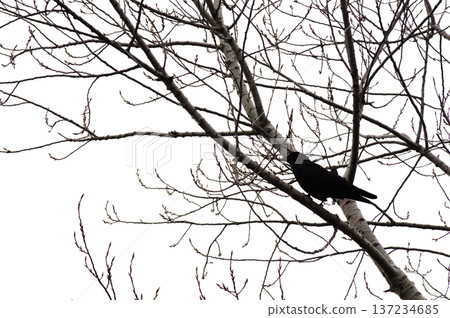 Silhouette of a crow standing on a winter-dead branch Silhouette of a crow standing on a winter-dead branch 137234685