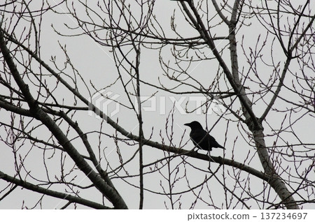 A crow quietly perched on the branch of a dead tree 137234697