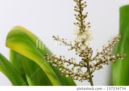 Dracaena flowering record: Flowering in progress, showing the flower buds beginning to open. Dracaena flowering record: Flowering in progress, showing the flower buds beginning to open. 137234734