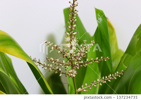 Dracaena flowering record: Flowering in progress, showing the flower buds beginning to open. Dracaena flowering record: Flowering in progress, showing the flower buds beginning to open. 137234735