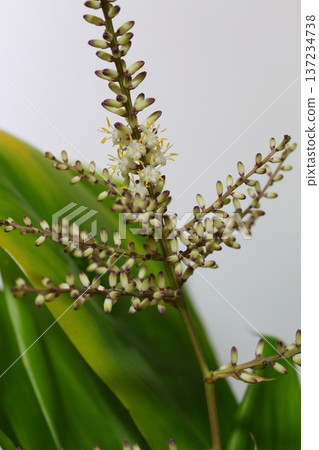Dracaena flowering record: Flowering in progress, showing the flower buds beginning to open. Dracaena flowering record: Flowering in progress, showing the flower buds beginning to open. 137234738