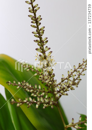 [Dracaena] Flowers, buds, flower buds, ornamental plant "Flower language: happiness, good fortune" 137234739