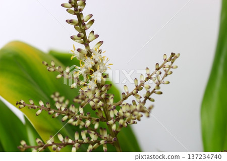 [Dracaena] Flowers, buds, flower buds, ornamental plant "Flower language: happiness, good fortune" 137234740