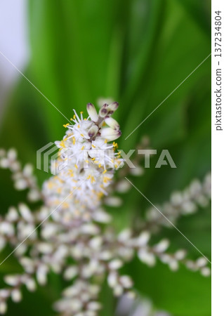 Dracaena flowering record: Rare flowering, close-up of a houseplant's flower. 137234804