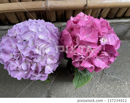 Pink hydrangea 137234812