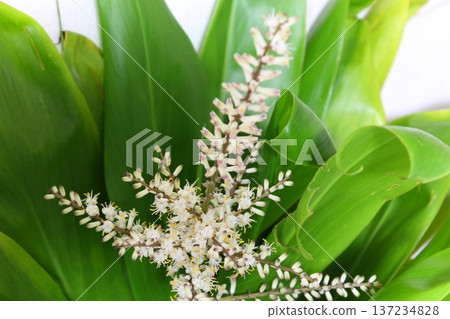 Dracaena flowering record: Rare flowering, close-up of a houseplant's flower. Dracaena flowering record: Rare flowering, close-up of a houseplant's flower. 137234828