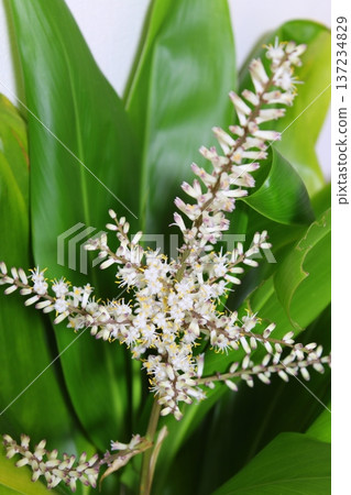 Dracaena flowering record: Rare flowering, close-up of a houseplant's flower. Dracaena flowering record: Rare flowering, close-up of a houseplant's flower. 137234829