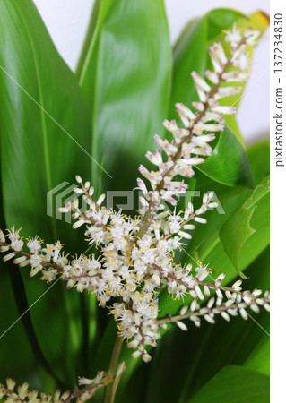 Dracaena flowering record: Rare flowering, close-up of a houseplant's flower. Dracaena flowering record: Rare flowering, close-up of a houseplant's flower. 137234830