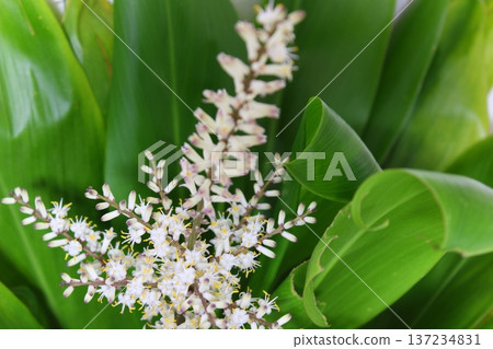 Dracaena flowering record: Rare flowering, close-up of a houseplant's flower. Dracaena flowering record: Rare flowering, close-up of a houseplant's flower. 137234831