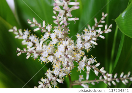 Dracaena flowering record: Rare flowering, close-up of a houseplant's flower. Dracaena flowering record: Rare flowering, close-up of a houseplant's flower. 137234841