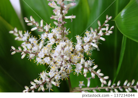 Dracaena flowering record: Rare flowering, close-up of a houseplant's flower. Dracaena flowering record: Rare flowering, close-up of a houseplant's flower. 137234844