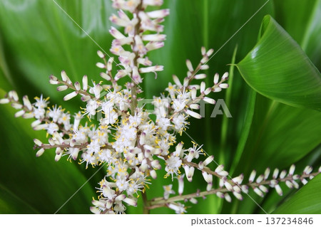 Dracaena flowering record: Rare flowering, close-up of a houseplant's flower. Dracaena flowering record: Rare flowering, close-up of a houseplant's flower. 137234846