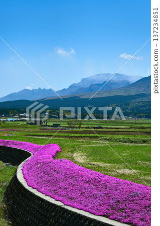 Aso mountain range and moss phlox in full bloom Aso mountain range and moss phlox in full bloom 137234851
