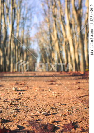 Autumn Forest Trail. Peaceful Lateautumn Landscape With Bare Trees And Golden Sunlight Illuminating Path Autumn Forest Trail. Peaceful Lateautumn Landscape With Bare Trees And Golden Sunlight Illuminating Path 137234864