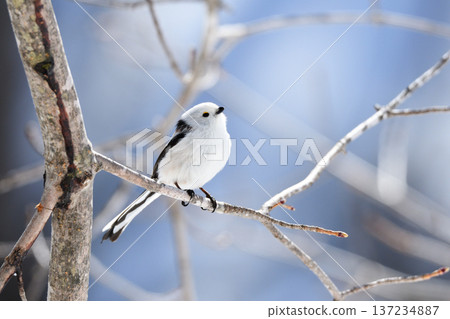 長尾山雀仰視 137234887